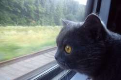 В «Укрзалізниці» розповіли, як правильно перевозити котиків 