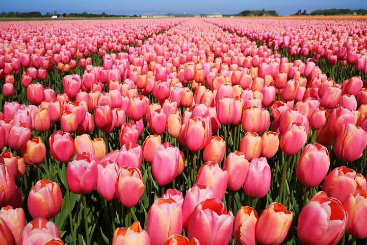 Мальовничі нідерландські тюльпани, які заворожують своєю красою