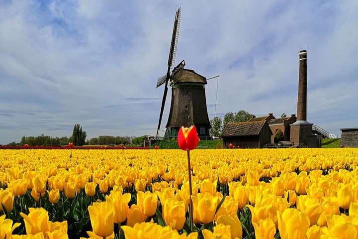 Живописные нидерландские тюльпаны, завораживающие своей красотой