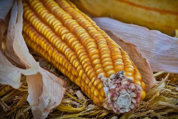 В Україну не пустили понад 40 тонн зараженої кукурудзи з США