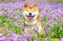 Cиба-ину в цветочных полях: невероятно милые фото
