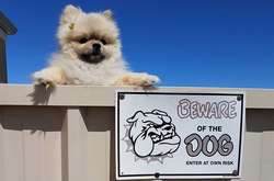 Когда за табличкой «Злая собака» обнаружился сюрприз: смешные фото