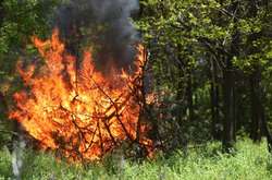 Висока пожежна небезпека: у лісах Києва ведеться цілодобове чергування