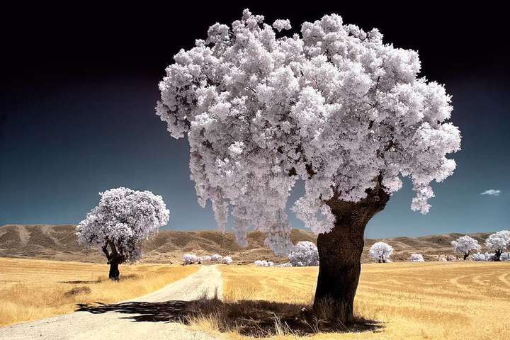 Неймовірні зображення інфрачервоних пейзажів, зроблені фотографом з Іспанії