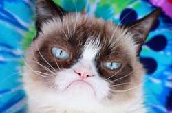 Умерла самая угрюмая кошка в мире