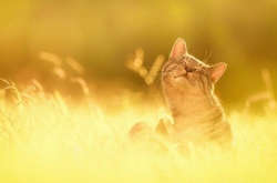 У суботу в Україні буде спекотно, лише на заході та Одещині грози