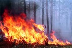 У Києві та області оголошено про високу пожежну небезпеку