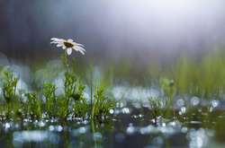 Завтра в Україні очікуються дощі і похолодання