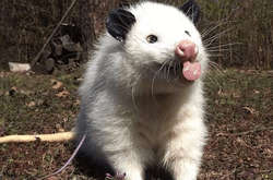 Кому-то надоело слышать, что опоссумов называют безобразными: аккаунт в Твиттере, сменивший это мнение