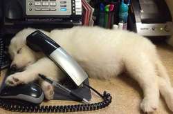 Полицейские, спасатели и диспетчеры: собаки, которые ходят на настоящую работу (фото)