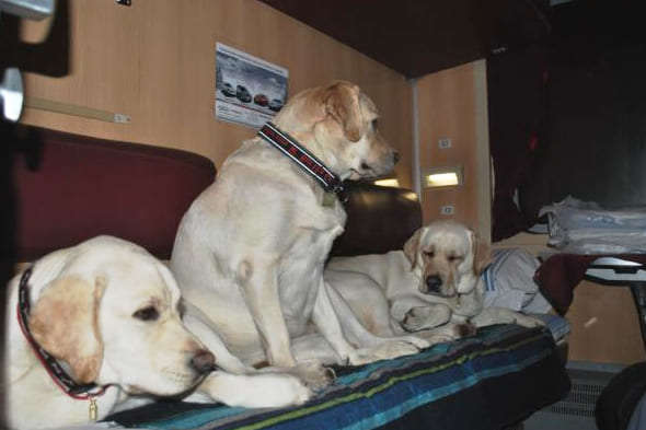 Як перевозити собак у поїздах: «Укрзалізниця» випустила пам’ятку для пасажирів