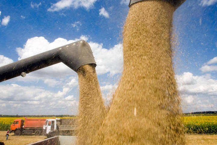 В Україні вводять нові стандарти пшениці