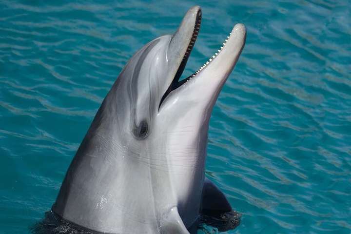 Раде предлагают запретить содержание дельфинов в неволе