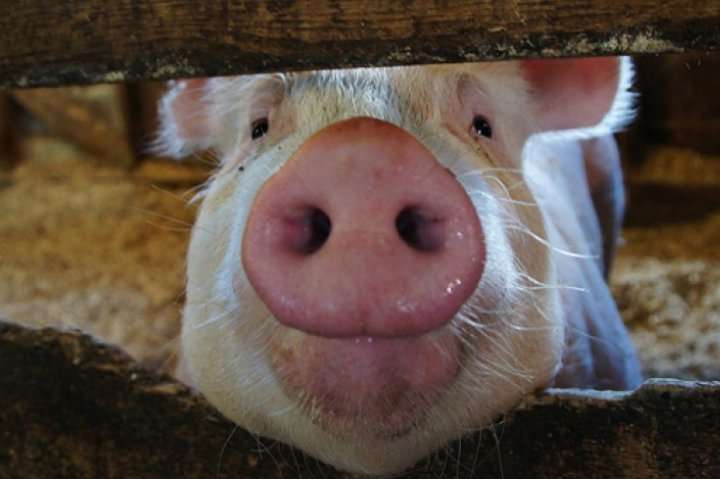 В Україні падають ціни на свинину 