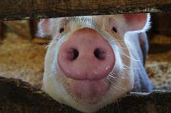 В Україні падають ціни на свинину 