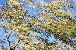 На вівторок у Києві оголошено штормове попередження