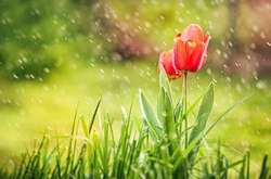 Синоптики зробили прогноз на перші дні літа 