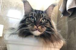 16 фотографий, которые доказывают, что величественные мейн-куны тоже бывают нелепыми