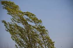 Киян попереджають про небезпеку: у столиці сильний вітер