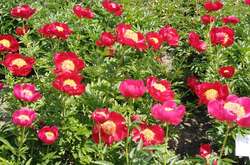 У ботанічному саду цвітуть півонії