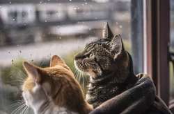 У четвер західні, північні області та Вінничину заллє дощами з грозами (карта)