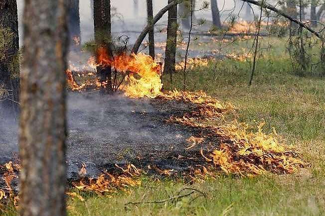 Підвищена пожежна небезпека: ліси Києва взято під відеонагляд  