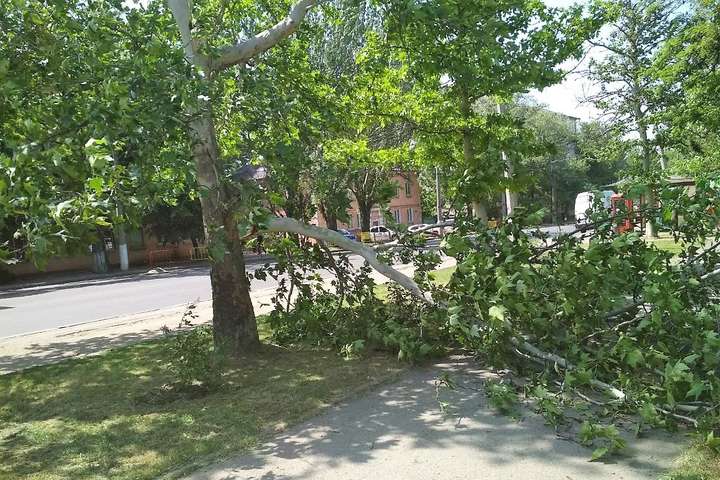 Сильний вітер в Одесі повалив дерева та поломав великі гілки 