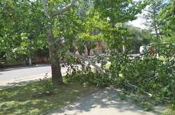 Сильний вітер в Одесі повалив дерева та поломав великі гілки 
