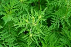 Обережно, амброзія! У Києві розпочали боротьбу з небезпечним алергеном