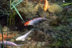 У Київському зоопарку поселилися екзотичні коропи (фото)