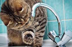 Напередодні вихідних у Києві майже 30 будинків залишаться без води (адреси)