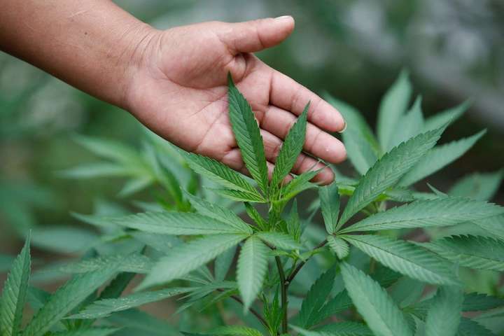 Верховная Рада может легализировать марихуану уже на следующей неделе
