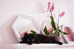 Розовые кресла и йога с котами: в столице открыли Центр кототерапии