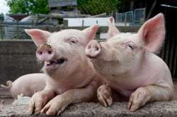 У Козятинському районі вчергове виявили африканську чуму свиней