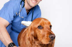 Рада планує розглянути проєкт чипування тварин цього тижня