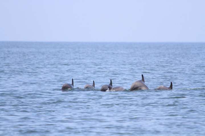 У Чорному морі рахують дельфінів: від Одеської затоки до дельти Дунаю