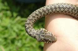 На Львівщині змія вкусила 9-річну дівчинку: дитина у реанімації