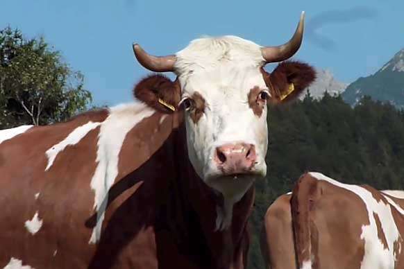 У китайських корів виявили вірус ящура