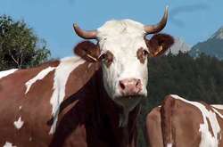 У китайських корів виявили вірус ящура