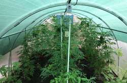 Донецький наркоаграрій облаштував під Києвом парник з коноплями (фото)