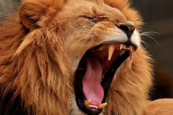 Із одного з найбільших заповідників Африки втекли 14 левів