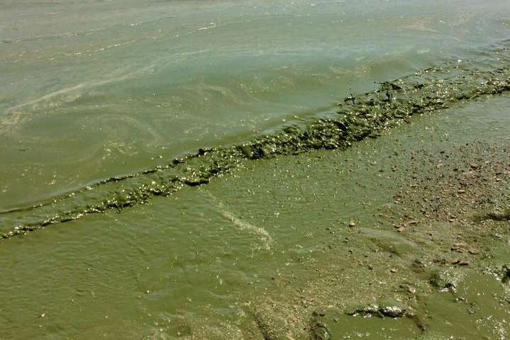 На пляжах в Одесі позеленіла вода (фото, відео)