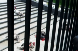 В Молдове зоозащитники осудили митингующих под администрацией президента за эксплуатацию индюков