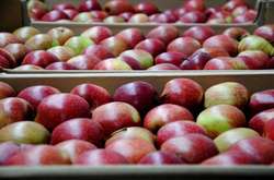 Україна у травні збільшила імпорт яблук у сім разів