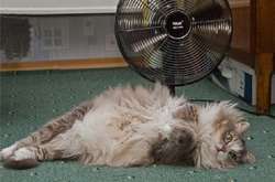 В Україні спека триватиме й у четвер - максимальна температура досягне +35°C