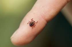 Під Києвом зафіксовано спалах небезпечної хвороби