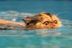 В Україні триватиме спека, пощастить лише заходу, півночі та Вінниччині – там пройдуть дощі