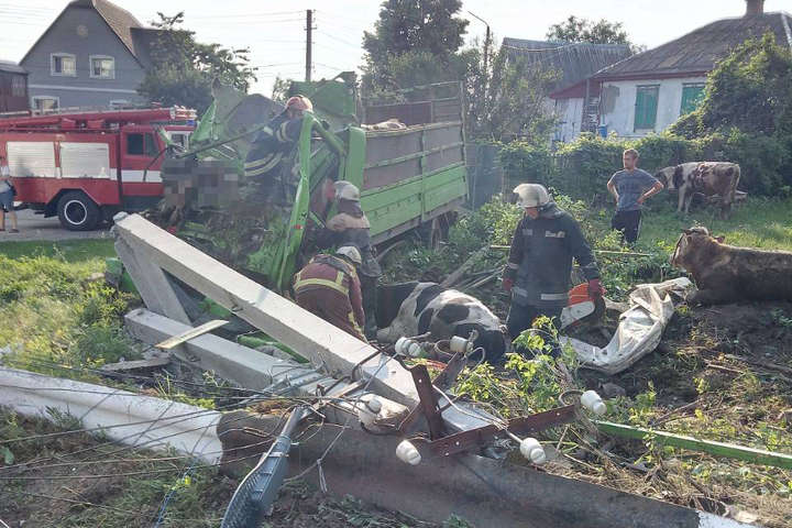 Смертельна ДТП під Києвом: вантажівка з рогатою худобою врізалася у стовп (фото)
