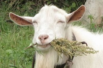 КОЗЛЫ ОТПУЩЕНИЯ, НА ВЫХОД!