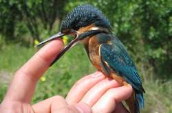  В сети показали невероятные фото цветущего мира Чернобыльской зоны